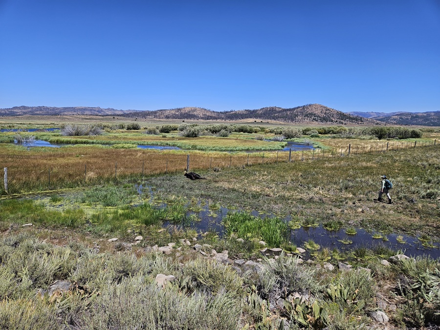 Approaching a livestock carcass found in the Beyem Seyo pack range in Plumas County